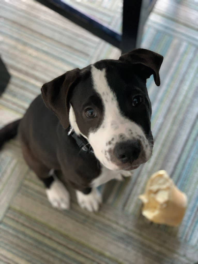 Luckie, an American Pit Bull Terrier and Border Collie mix tested with EmbarkVet.com