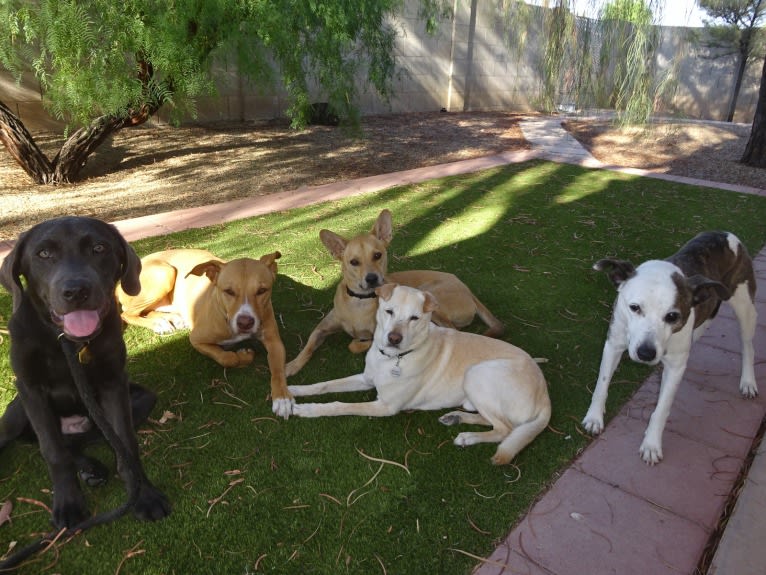 Bean, a Chow Chow and Chihuahua mix tested with EmbarkVet.com