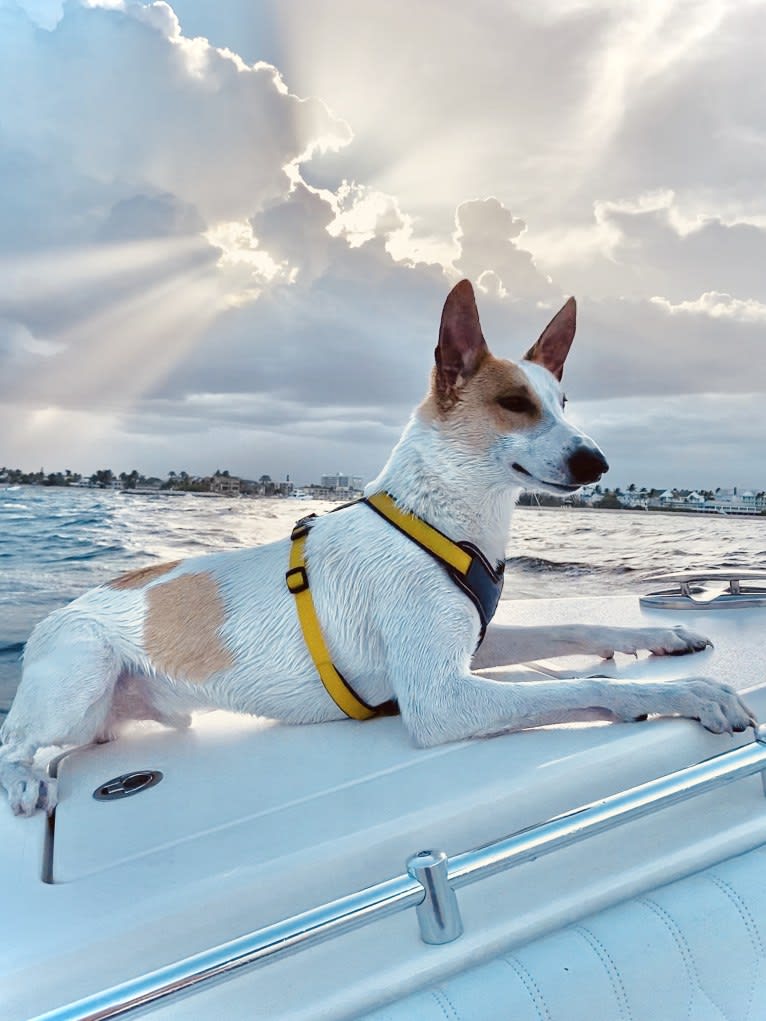 Banbury Cross Berlin, a Carolina Dog tested with EmbarkVet.com