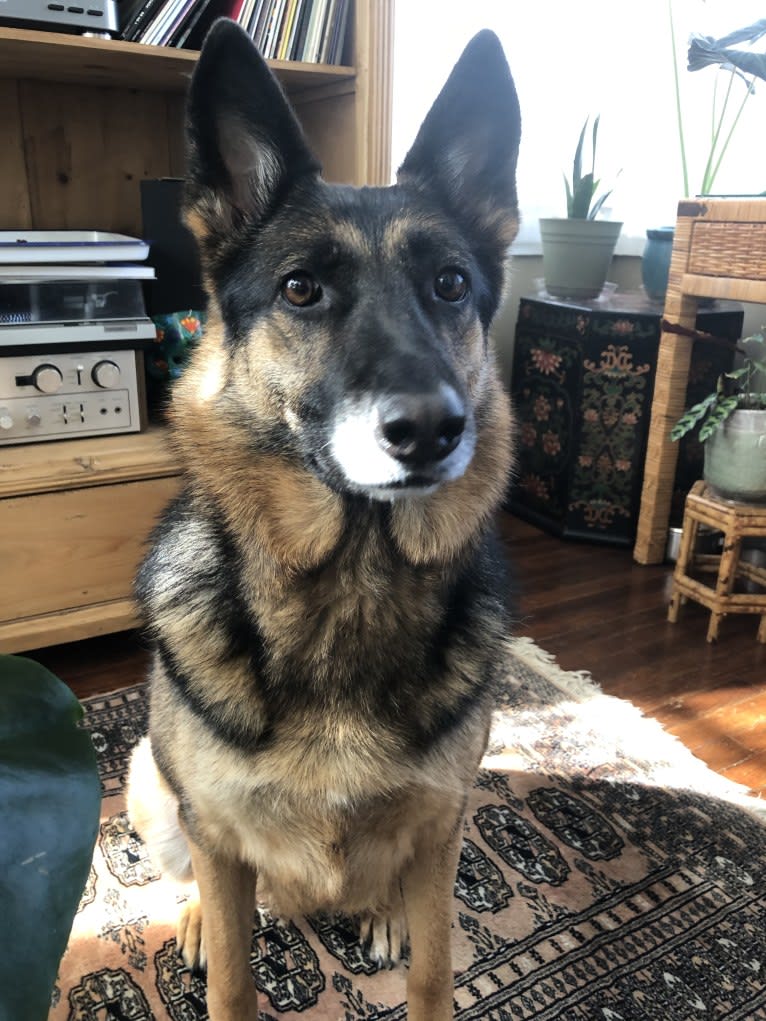 Daisy, a German Shepherd Dog tested with EmbarkVet.com