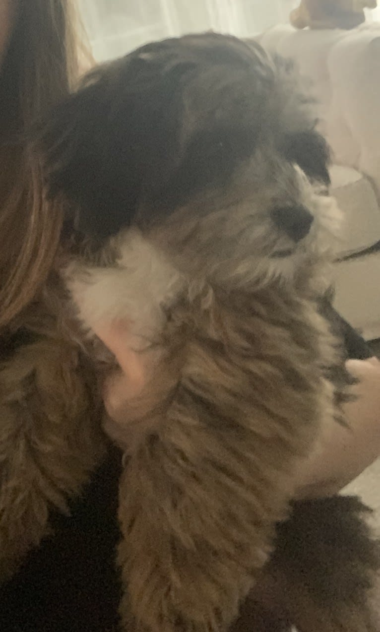 Bella, a Lhasa Apso and Poodle (Small) mix tested with EmbarkVet.com