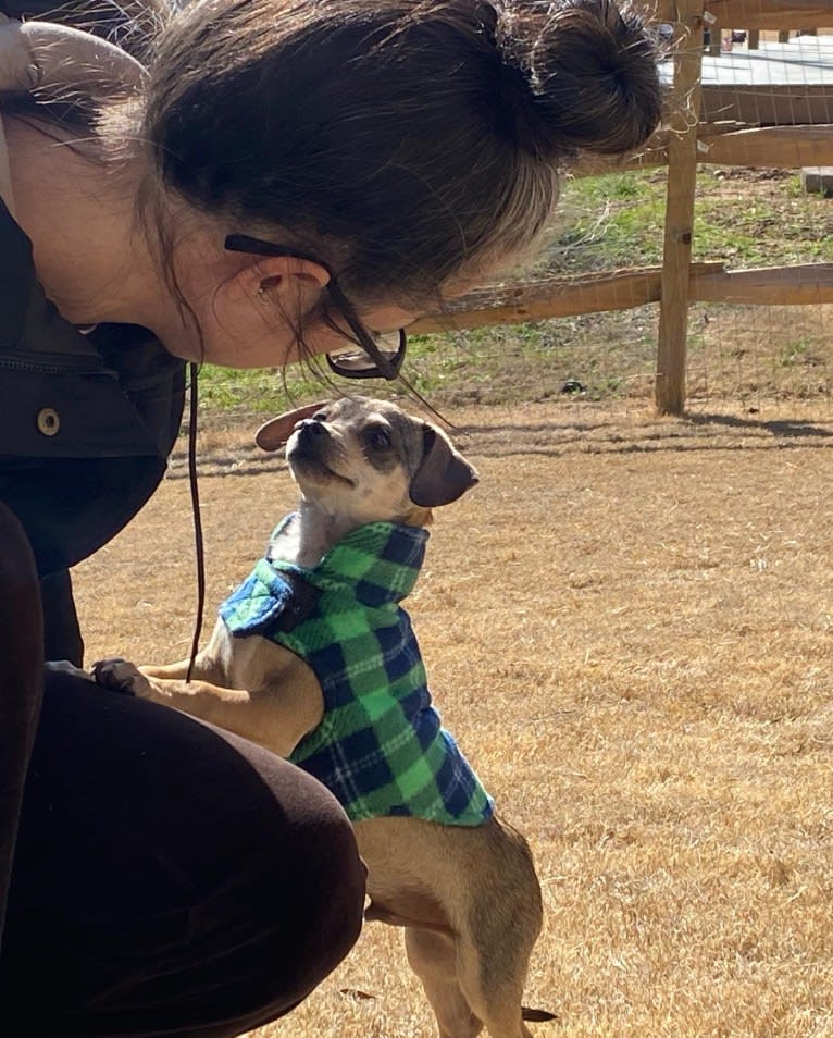 Milo, a Chihuahua and Rat Terrier mix tested with EmbarkVet.com
