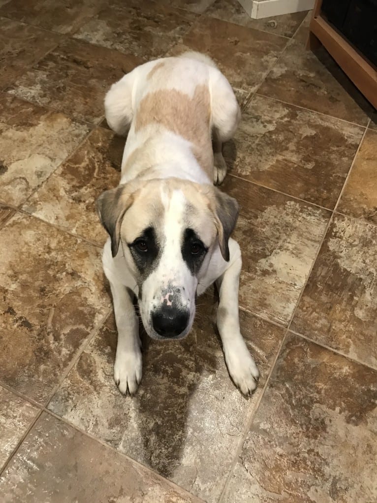 Rocket, an Anatolian Shepherd Dog tested with EmbarkVet.com