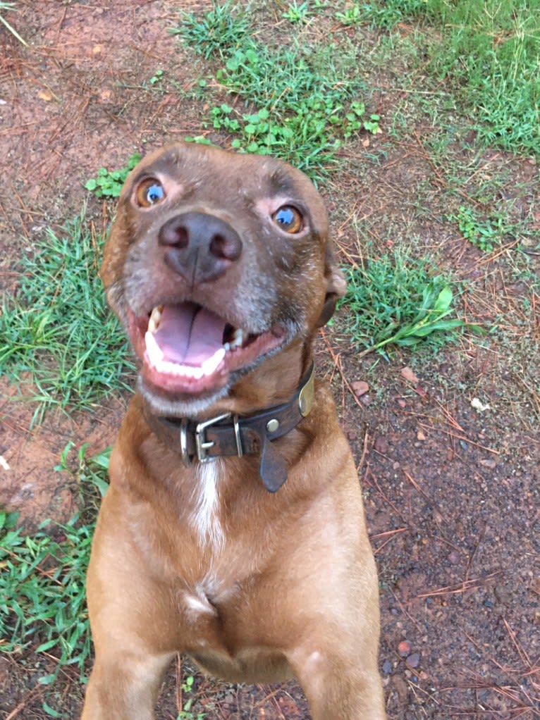 Charlie, a Rat Terrier and Pug mix tested with EmbarkVet.com