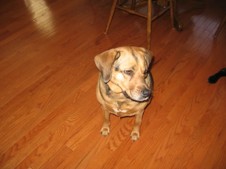 Callie, a Beagle and Golden Retriever mix tested with EmbarkVet.com
