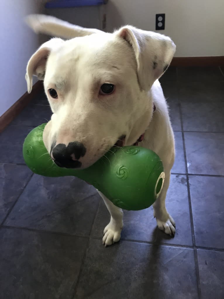 Winnie, an American Pit Bull Terrier and American Staffordshire Terrier mix tested with EmbarkVet.com