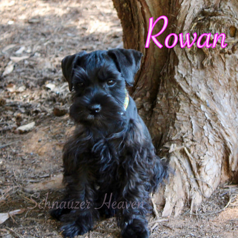 HEAVEN’S ROWAN VON LONGBACH, a Miniature Schnauzer tested with EmbarkVet.com