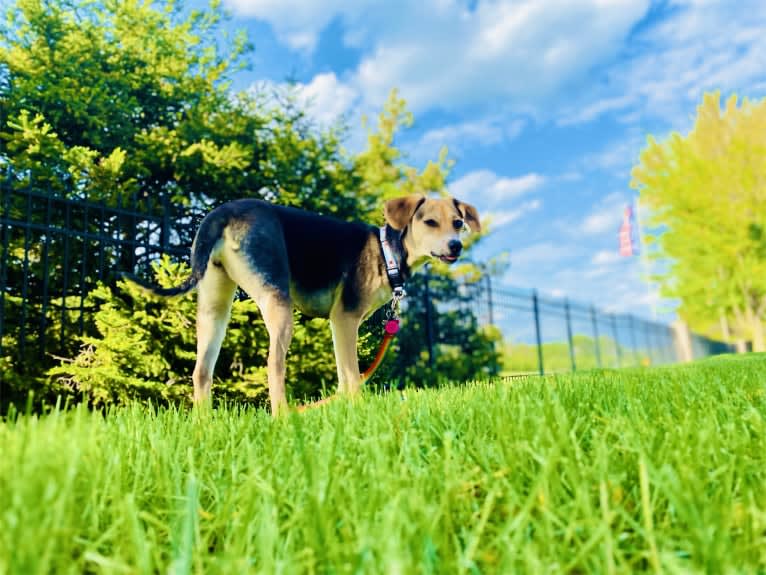 Star, a Beagle and Chihuahua mix tested with EmbarkVet.com