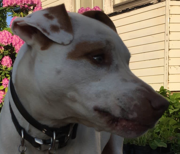 Freckles, an American Pit Bull Terrier and Chow Chow mix tested with EmbarkVet.com