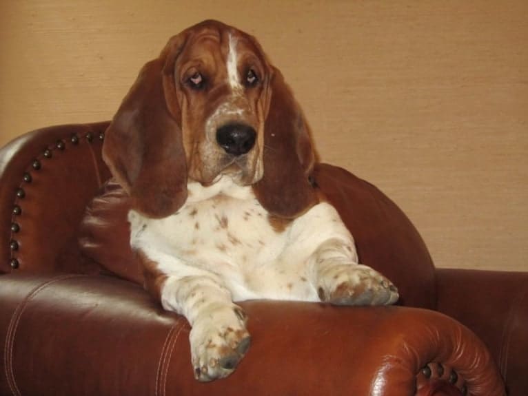 Butler, a Basset Hound tested with EmbarkVet.com