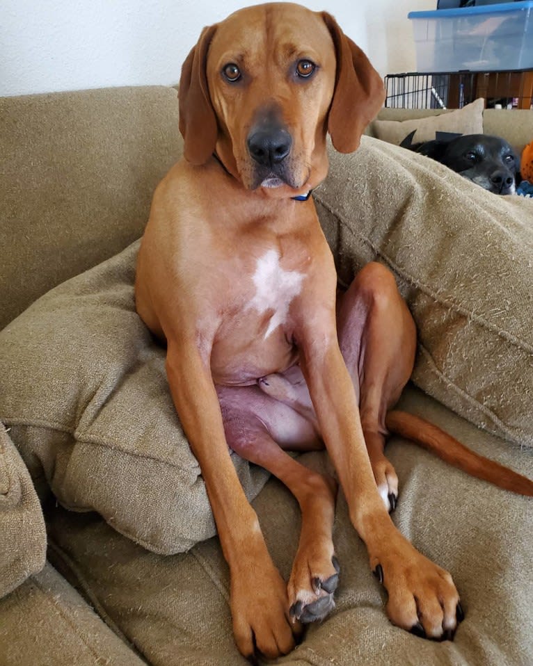 Gus, a Redbone Coonhound and American Pit Bull Terrier mix tested with EmbarkVet.com