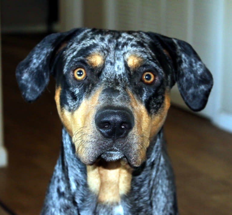 Roux, a Catahoula Leopard Dog tested with EmbarkVet.com