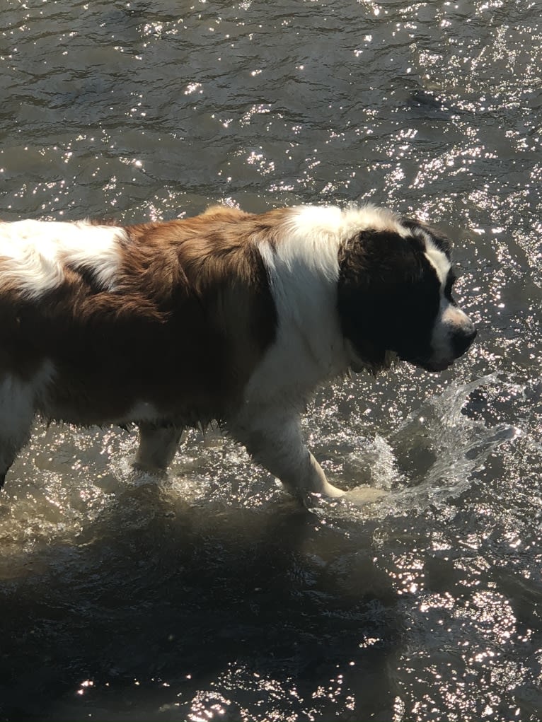 Sadie, a Saint Bernard tested with EmbarkVet.com