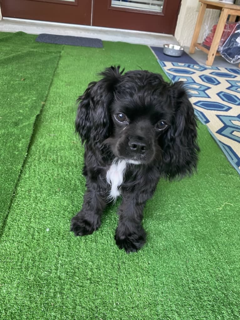 Pepper, a Cavalier King Charles Spaniel and Cocker Spaniel mix tested with EmbarkVet.com