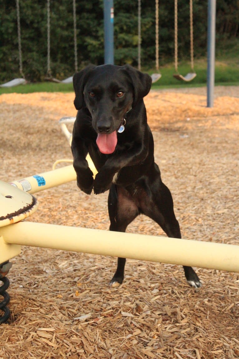 Curiosity Blue, a Labrador Retriever and Australian Shepherd mix tested with EmbarkVet.com