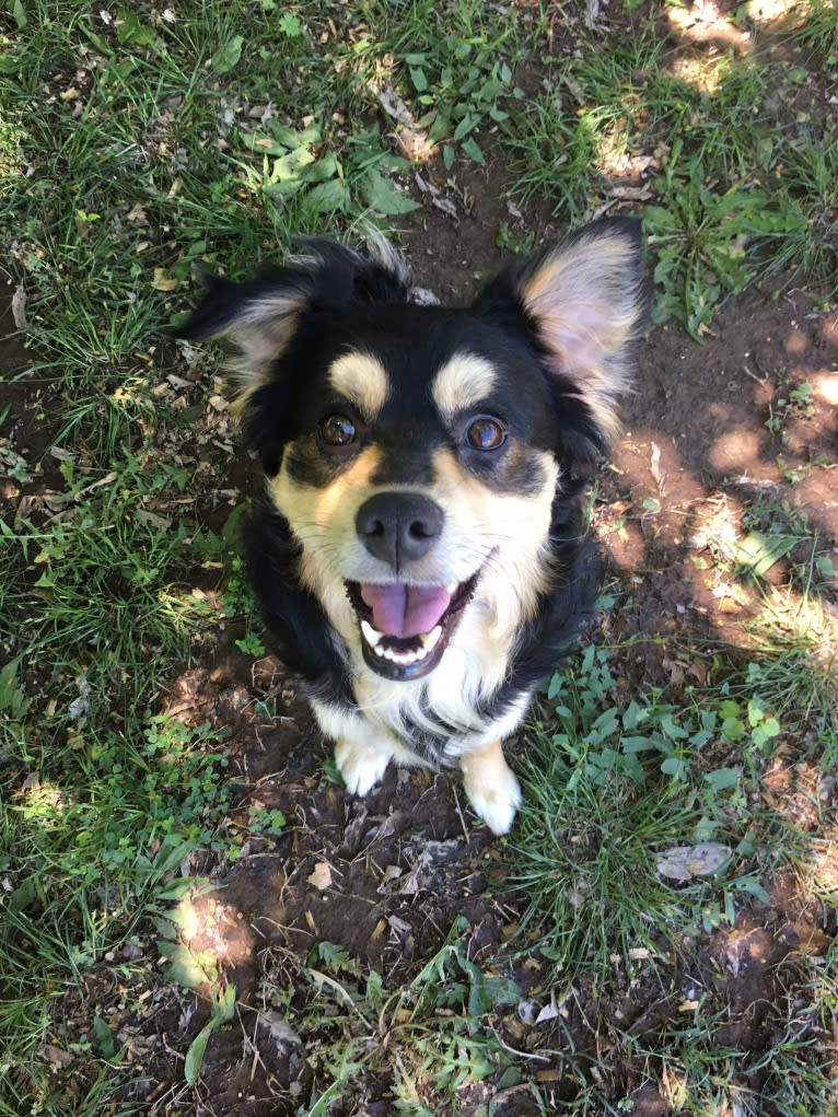 Wally, a Pomeranian and American Pit Bull Terrier mix tested with EmbarkVet.com