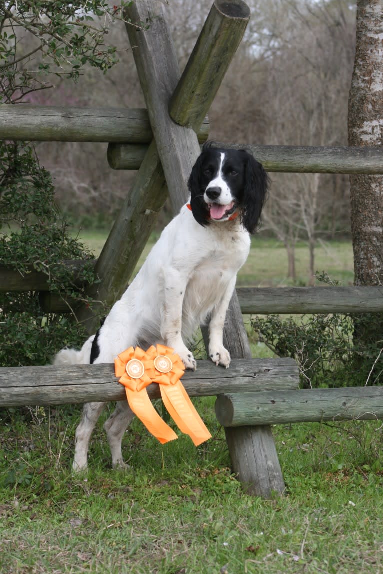 Tag, an English Springer Spaniel tested with EmbarkVet.com