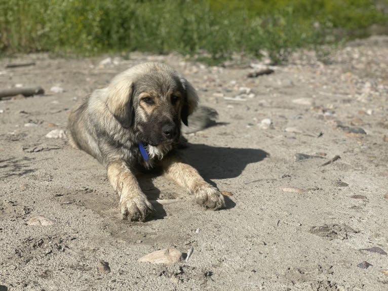 Rune, a Sarplaninac tested with EmbarkVet.com