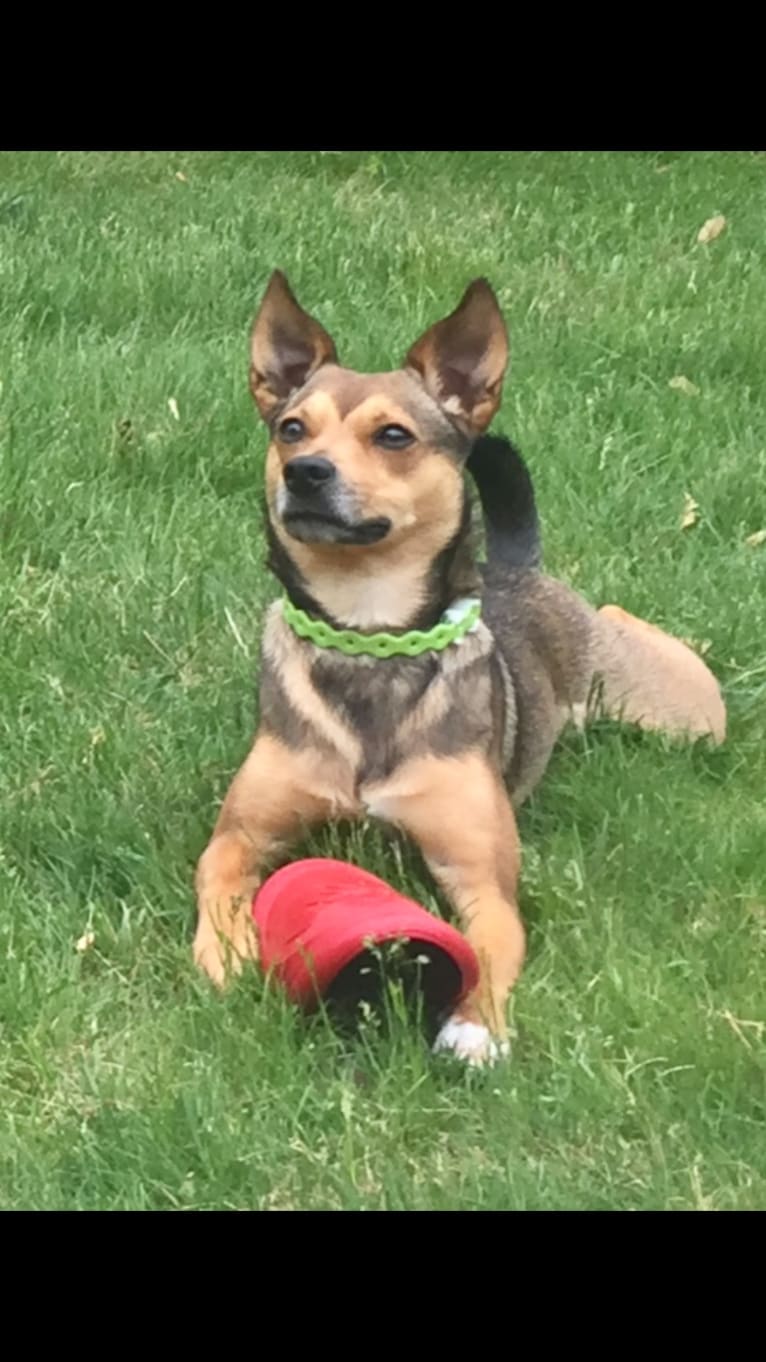 Naomi, a Pomeranian and Rat Terrier mix tested with EmbarkVet.com