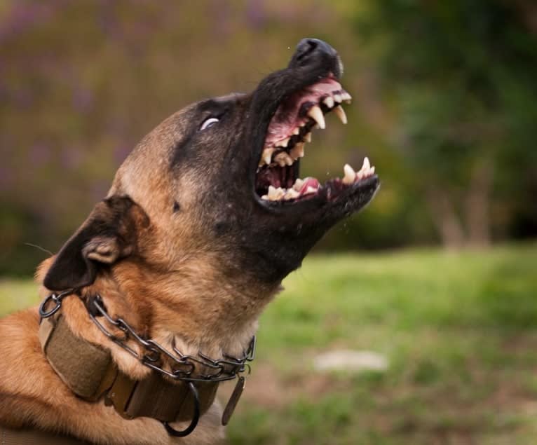 Baco, a Belgian Shepherd tested with EmbarkVet.com