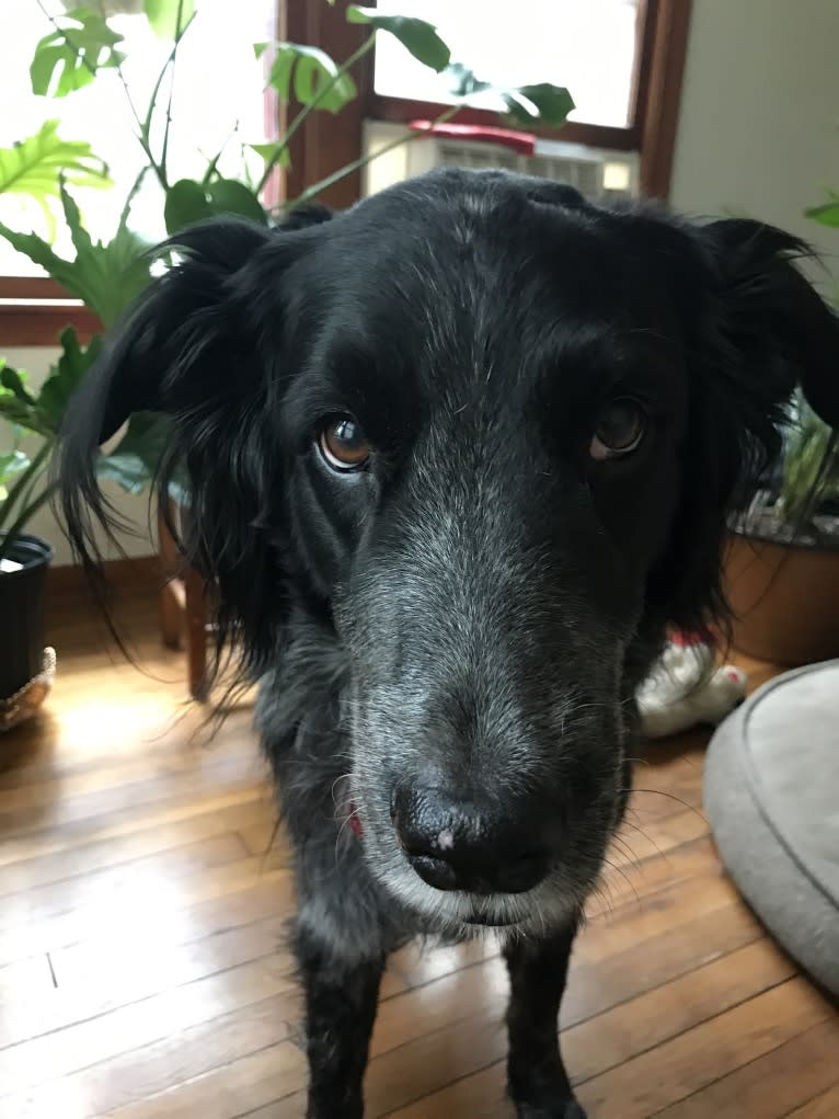 Fred, a Golden Retriever and Great Pyrenees mix tested with EmbarkVet.com