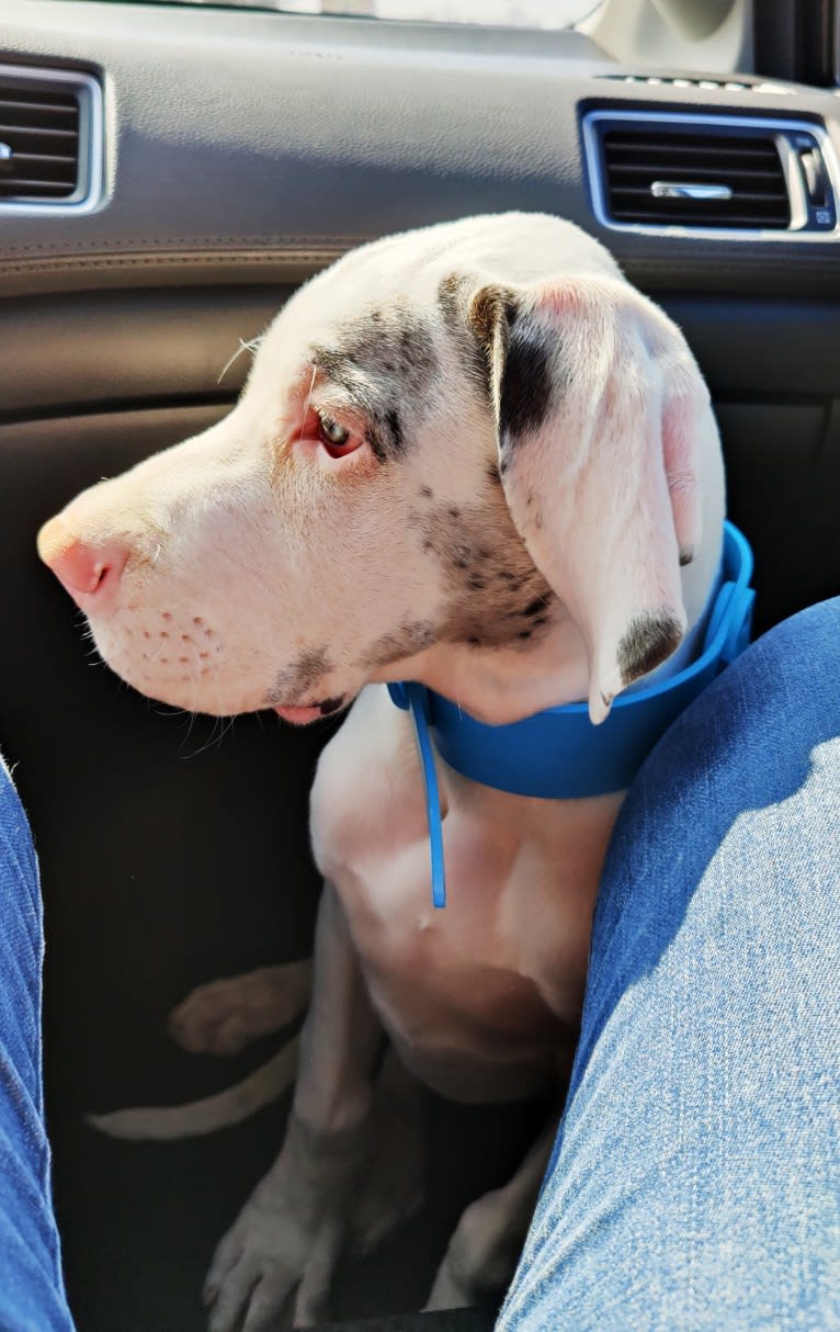 Urso, a Great Dane tested with EmbarkVet.com