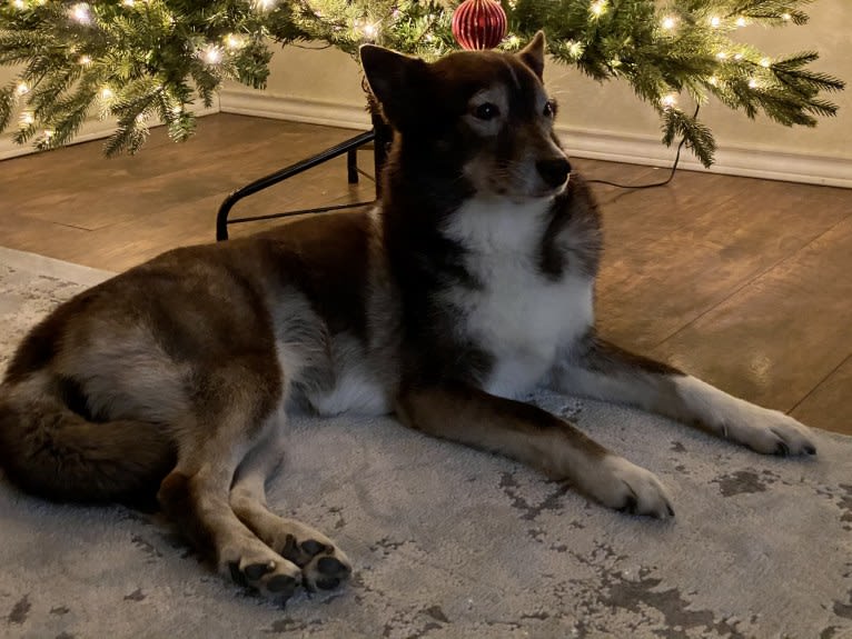 Lucky, a Siberian Husky and Border Collie mix tested with EmbarkVet.com