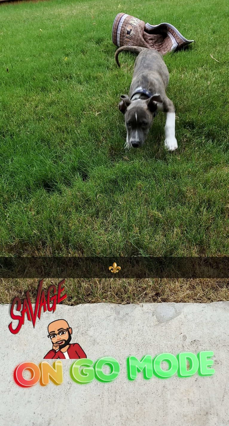 SAINT, an American Pit Bull Terrier and American Staffordshire Terrier mix tested with EmbarkVet.com