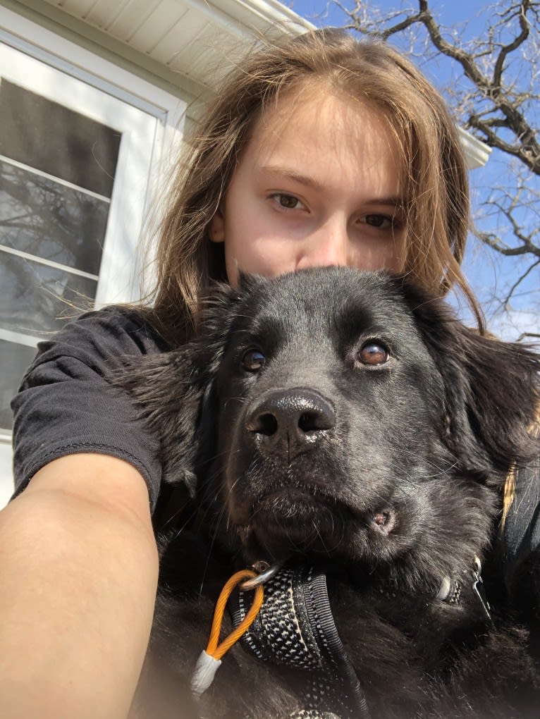 Bear, a Labrador Retriever and Poodle (Standard) mix tested with EmbarkVet.com