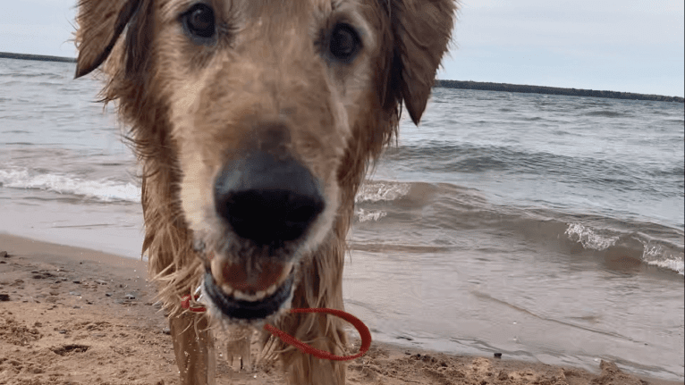 Timber “Gross Manor’s I’ll Be The One You Won’t Forget”, a Golden Retriever tested with EmbarkVet.com