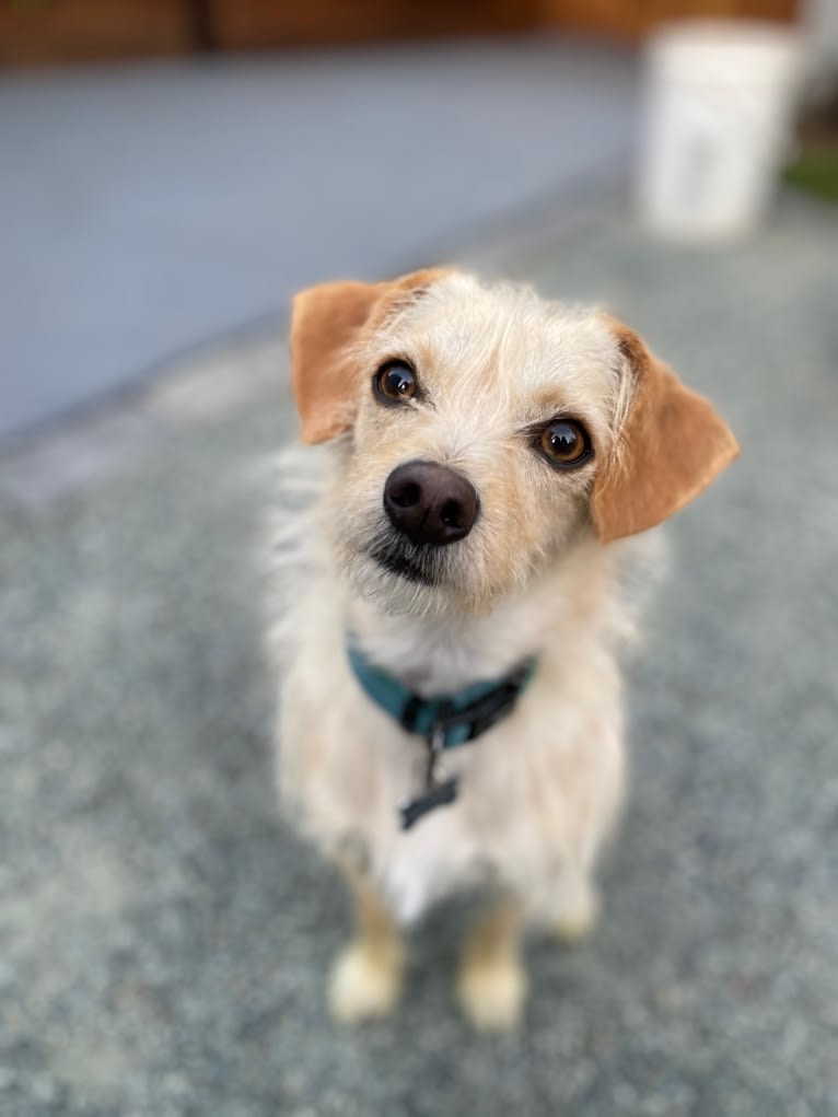 Bailey, a Chihuahua and Bichon Frise mix tested with EmbarkVet.com