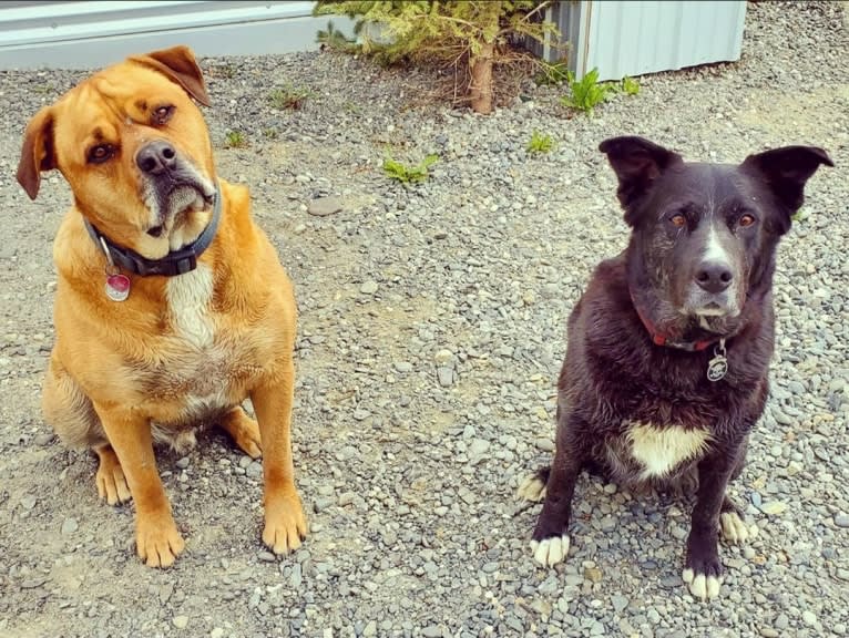 Sox, a Border Collie and Akita mix tested with EmbarkVet.com