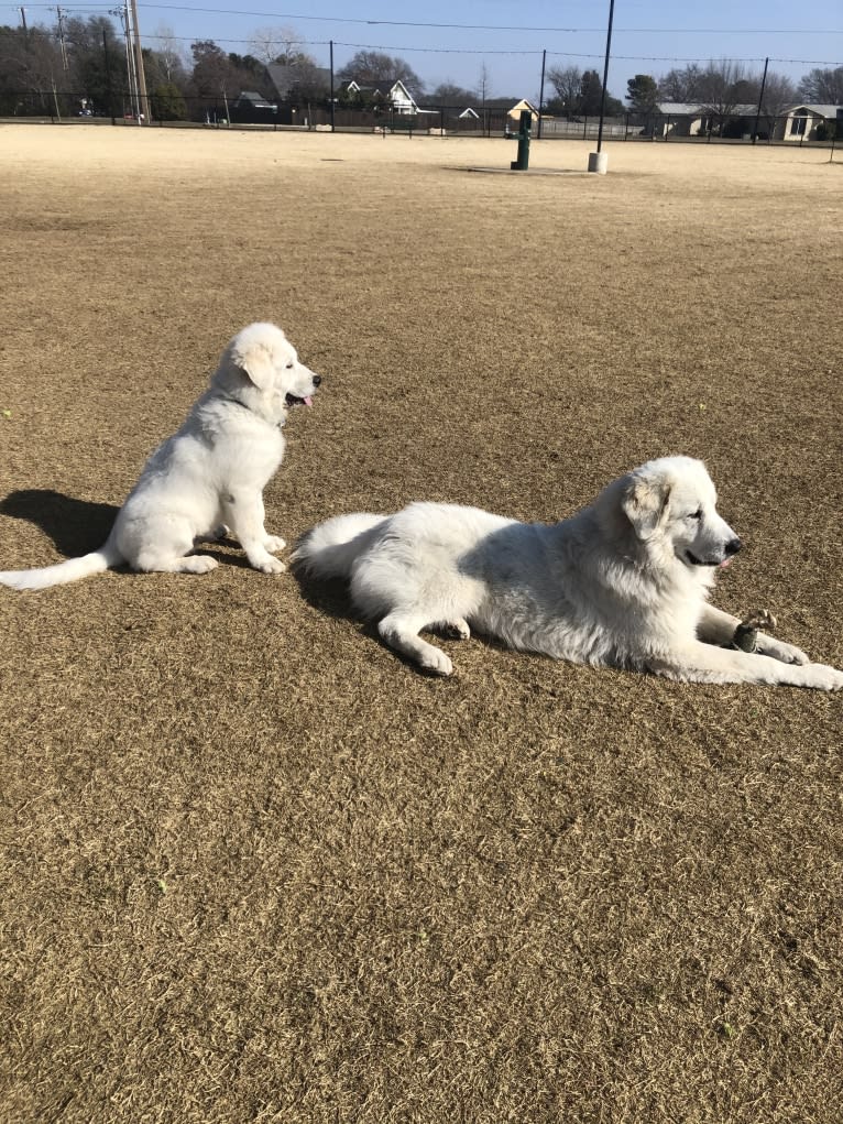 Looney “Chik’in Mini Bandit” Bear, a Great Pyrenees tested with EmbarkVet.com