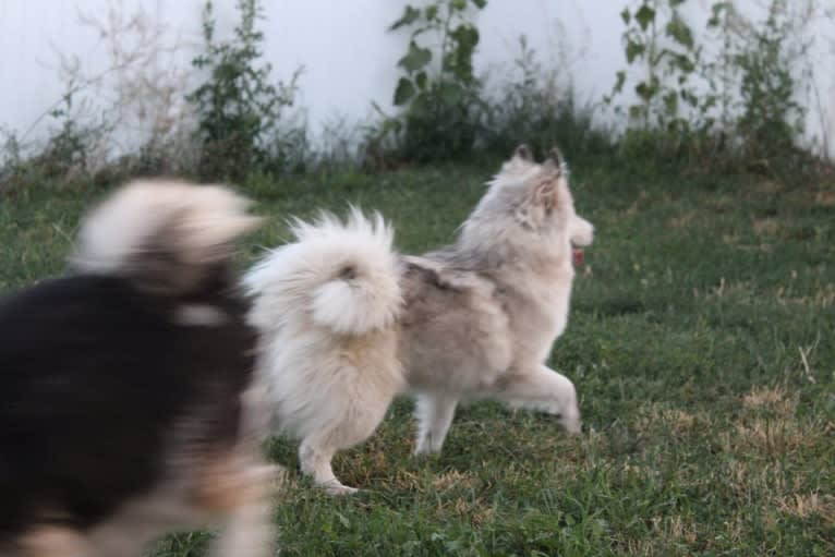 Tamsin, a Pomsky tested with EmbarkVet.com