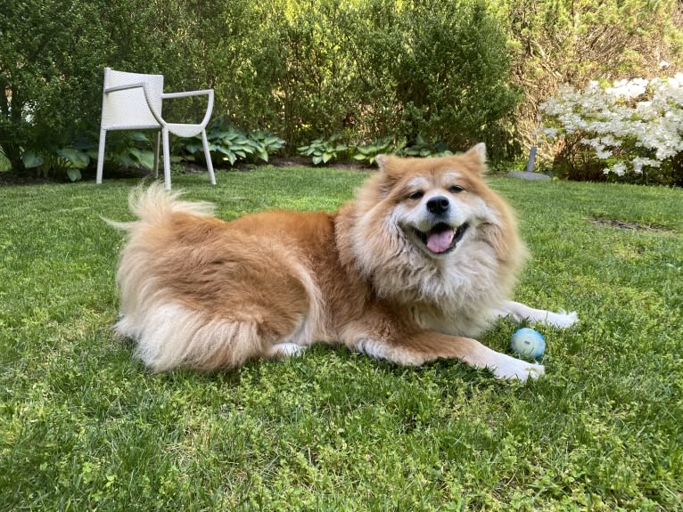 Samantha, a Chow Chow and Labrador Retriever mix tested with EmbarkVet.com