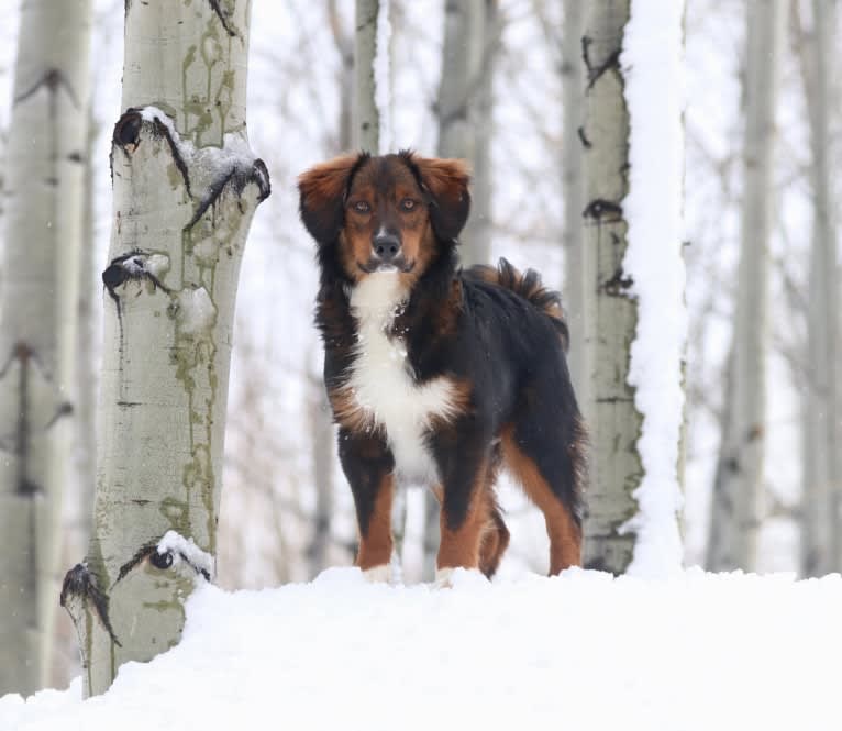 Burley, an English Shepherd tested with EmbarkVet.com