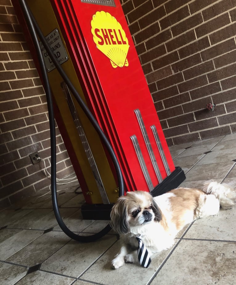 Baxter, a Pekingese and Japanese Chin mix tested with EmbarkVet.com