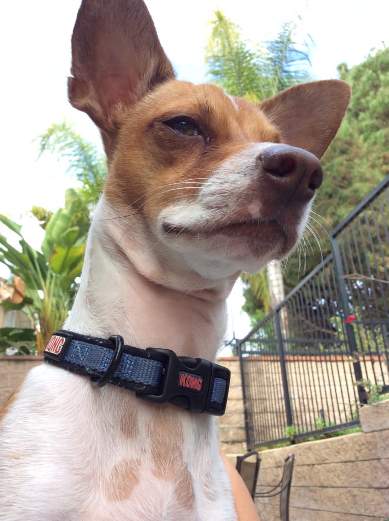 Happy, a Chihuahua and Poodle (Small) mix tested with EmbarkVet.com