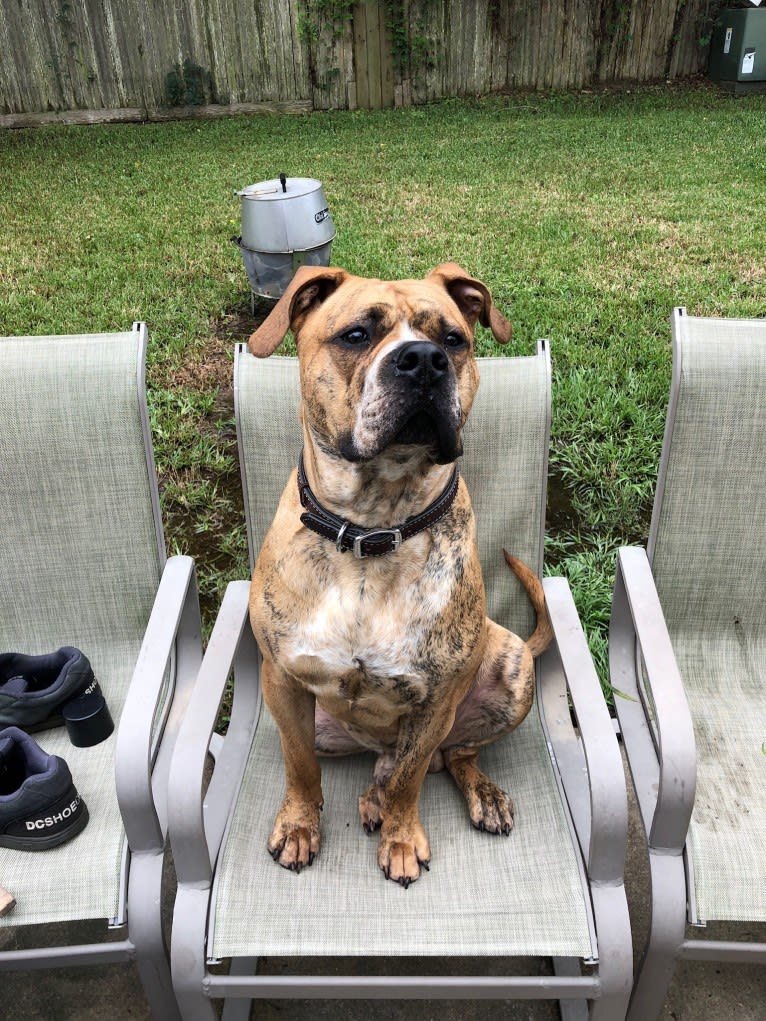 Mikey, an American Bulldog tested with EmbarkVet.com