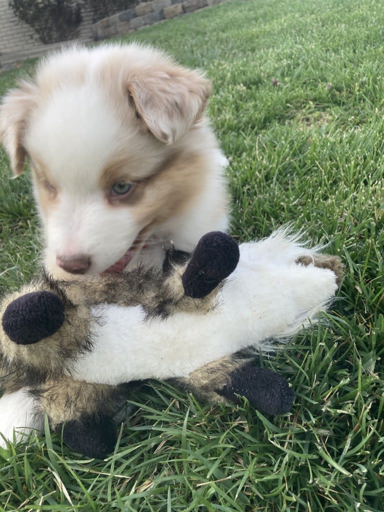 Laika, an Australian Shepherd tested with EmbarkVet.com