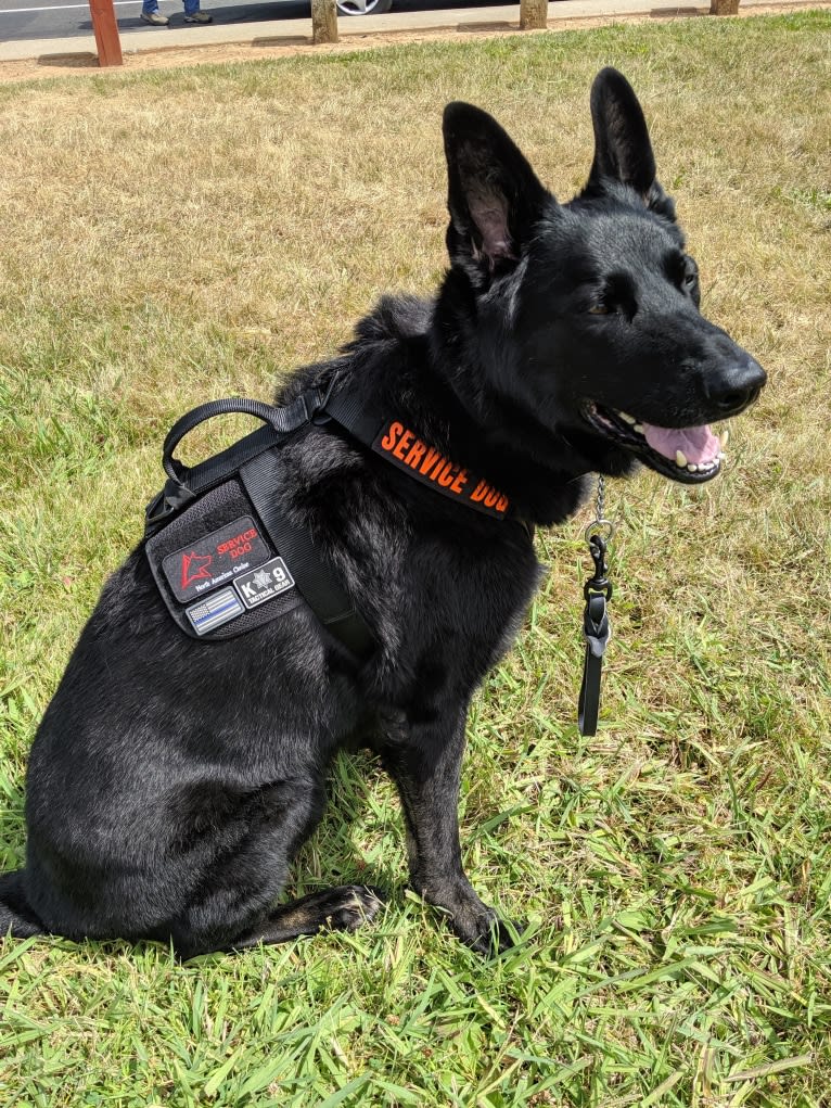 Argo Von Reichenberg, a German Shepherd Dog tested with EmbarkVet.com