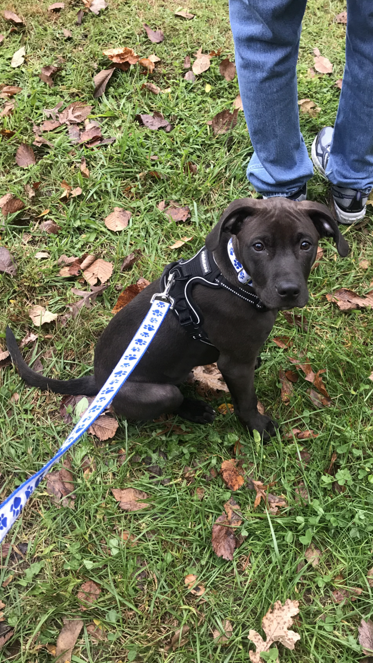 Kevlar, a Catahoula Leopard Dog and Mountain Cur mix tested with EmbarkVet.com