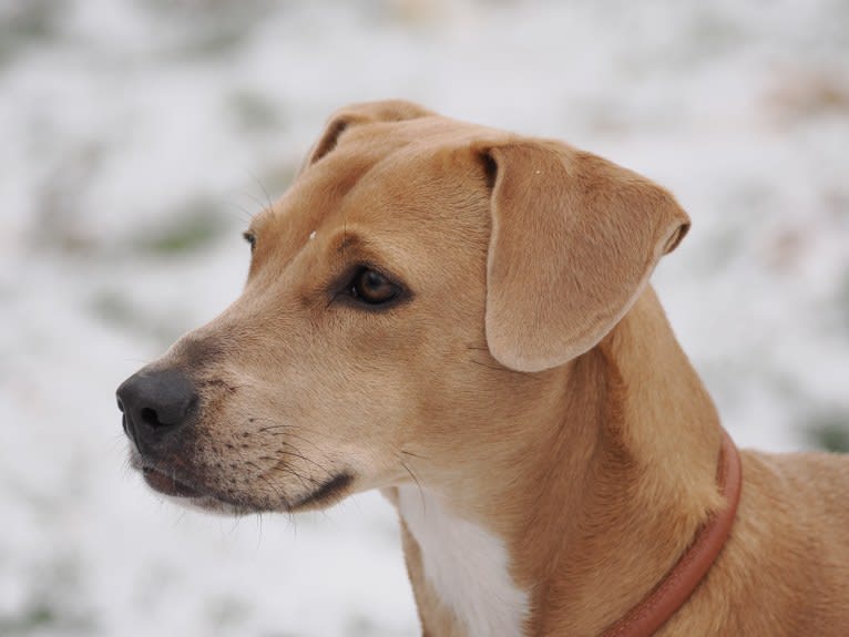 Lila, an American Pit Bull Terrier and Labrador Retriever mix tested with EmbarkVet.com