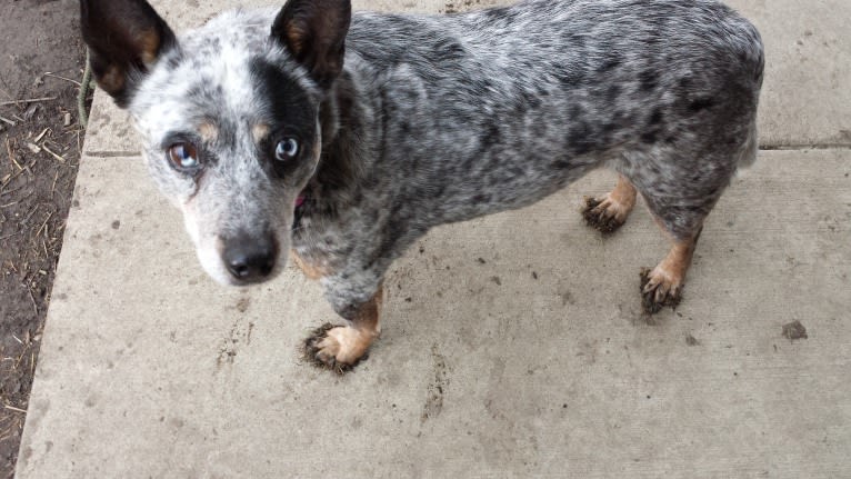 Shadoe, an Australian Cattle Dog tested with EmbarkVet.com