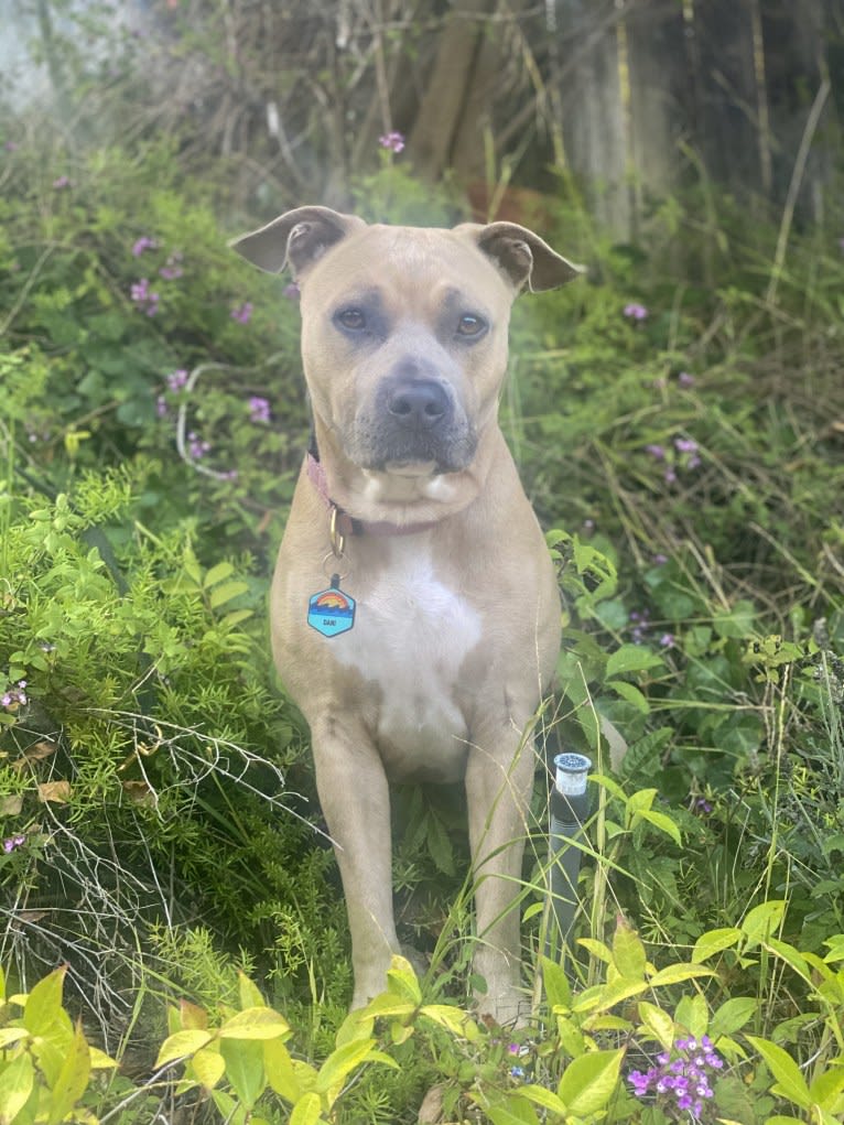 Dani, an American Bully and German Shepherd Dog mix tested with EmbarkVet.com