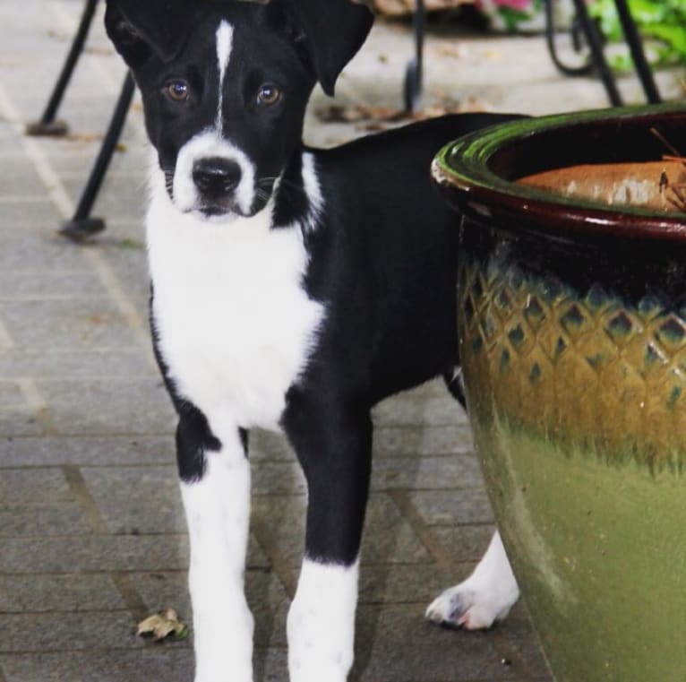 Bleu, an Australian Shepherd and Catahoula Leopard Dog mix tested with EmbarkVet.com