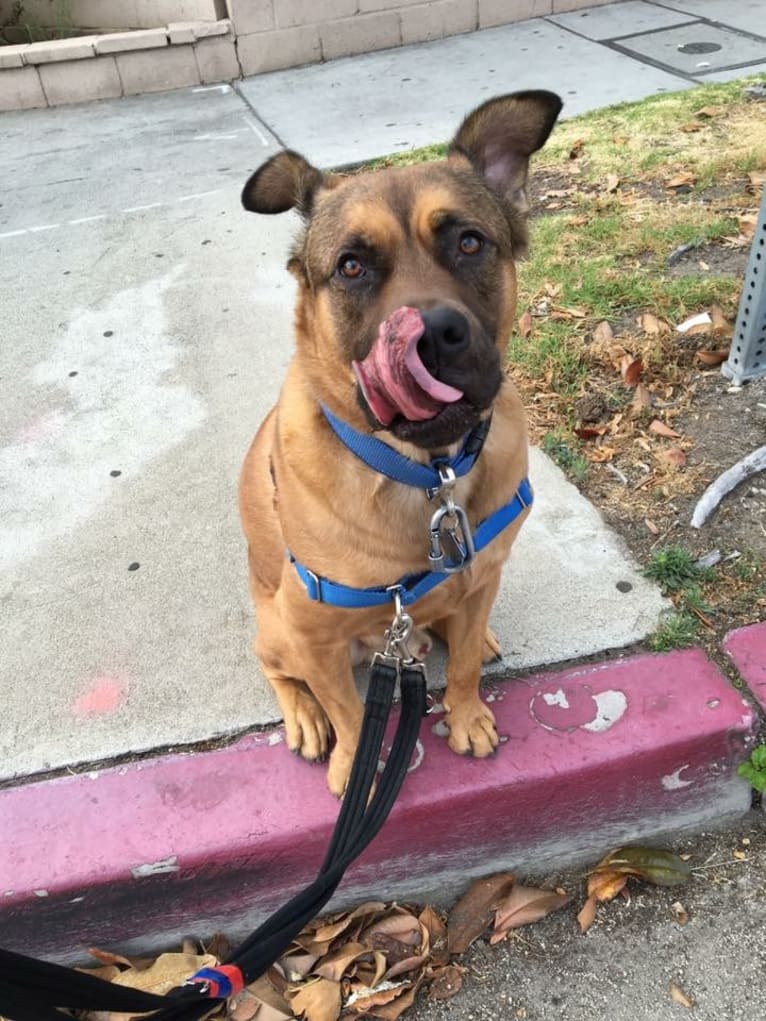 Jax, an American Pit Bull Terrier and Chow Chow mix tested with EmbarkVet.com