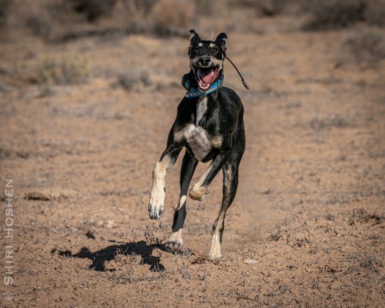 Orly, a Saluki tested with EmbarkVet.com