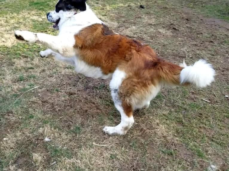 Thor, a Saint Bernard tested with EmbarkVet.com