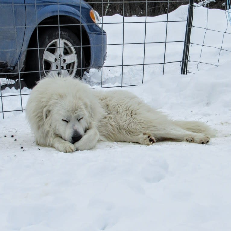 Moose, a Great Pyrenees tested with EmbarkVet.com